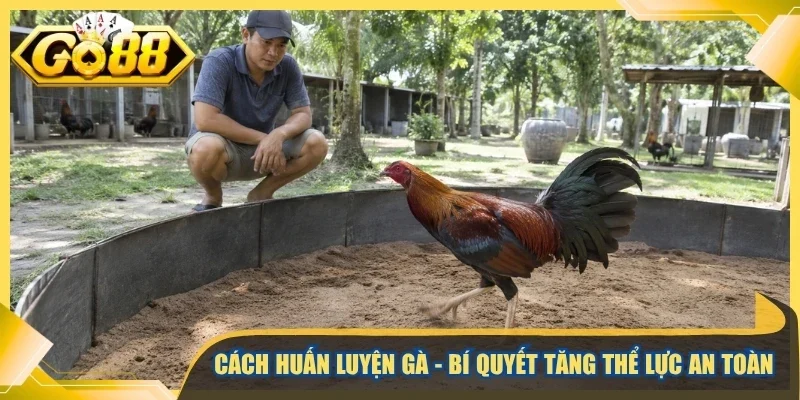 Cách huấn luyện gà