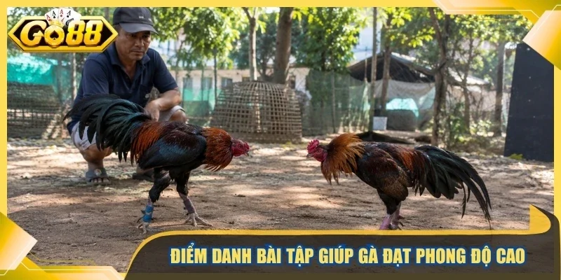 Điểm danh bài tập giúp gà đạt phong độ cao