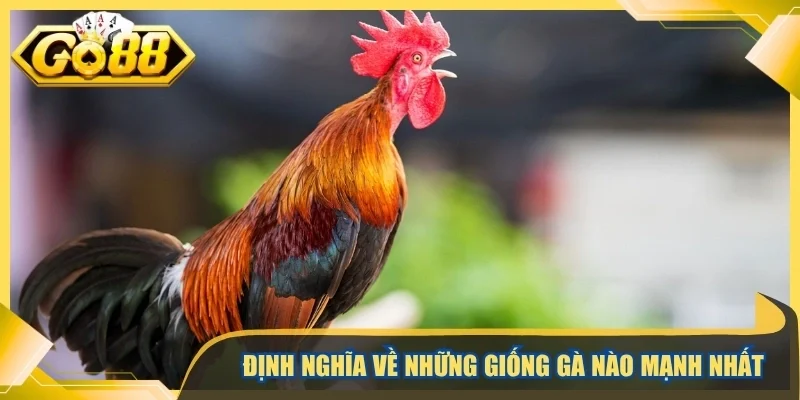 Định nghĩa về những giống gà nào mạnh nhất