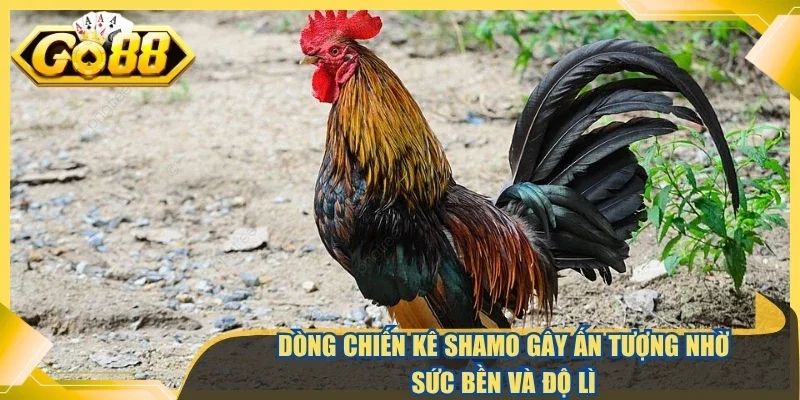 Dòng chiến kê shamo gây ấn tượng nhờ sức bền và độ lì