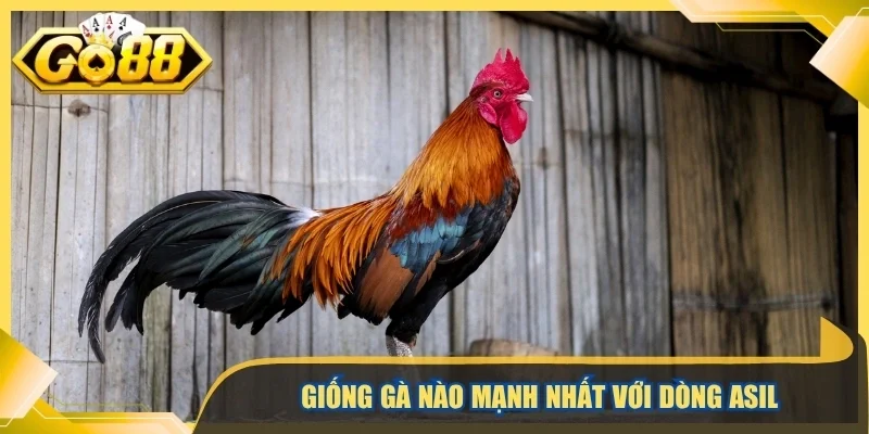 Giống gà nào mạnh nhất với dòng asil