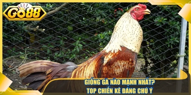 Giống gà nào mạnh nhất