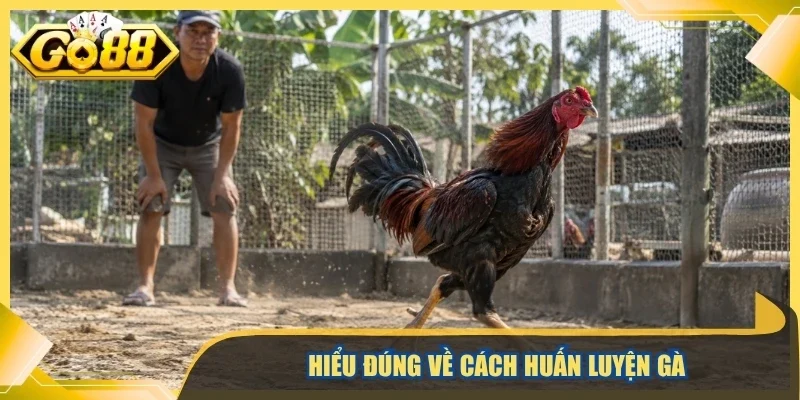 Hiểu đúng về cách huấn luyện gà