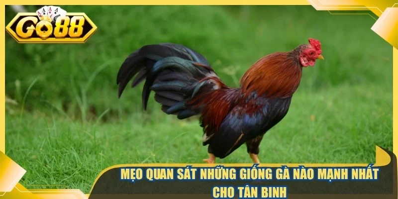 Mẹo quan sát những giống gà nào mạnh nhất cho tân binh