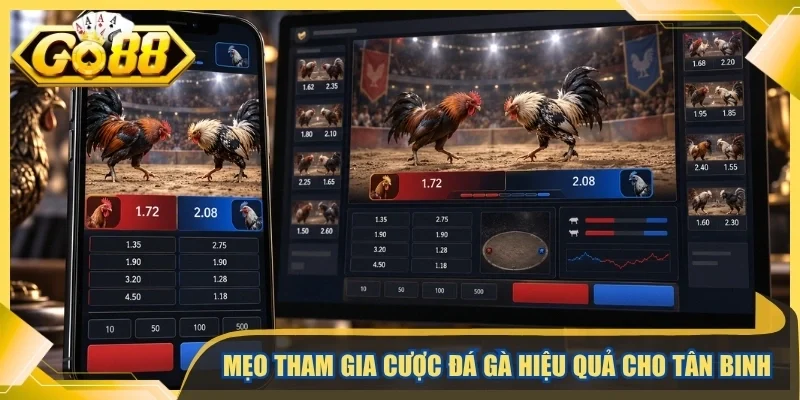Mẹo tham gia cược đá gà hiệu quả cho tân binh