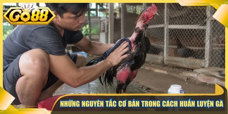 Những nguyên tắc cơ bản trong cách huấn luyện gà