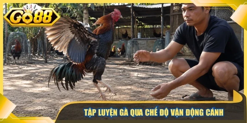 Tập luyện gà qua chế độ vận động cánh